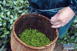 茶农开始少量采摘2018年头茬西湖龙井春茶