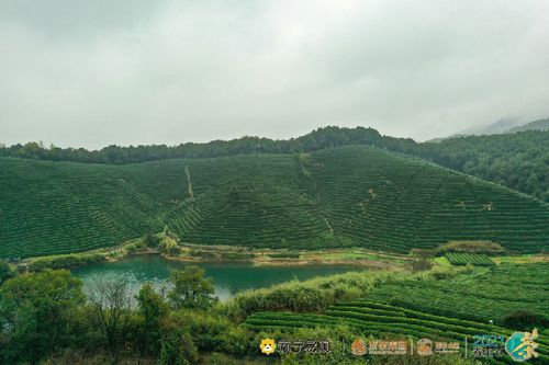 浙茶集团战略签约苏宁易购,合建200亩西湖龙井核心产区茶叶基地